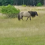 Apartment Der Konikhof, Natur, Ruhe, R-auszeit *