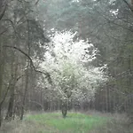 Der Konikhof, Natur, Ruhe, R-auszeit Apartment *
