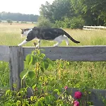 Der Konikhof, Natur, Ruhe, R-auszeit * Baben