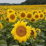 Der Konikhof, Natur, Ruhe, R-auszeit *