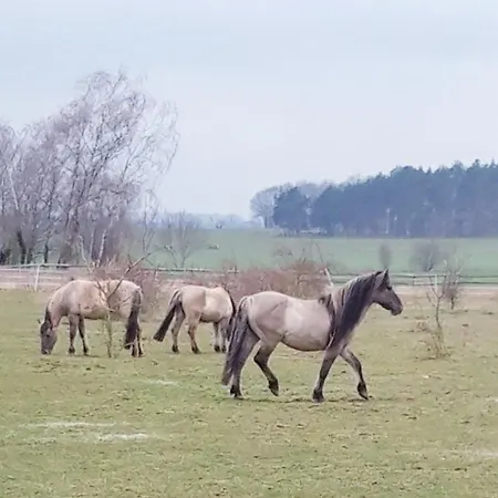 Der Konikhof, Natur, Ruhe, R-auszeit Apartment